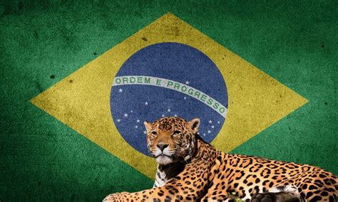 National Animal Of Brazil (Helpful Content!) - Foreign Lingo