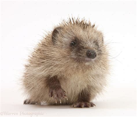 Baby Hedgehog photo WP26045