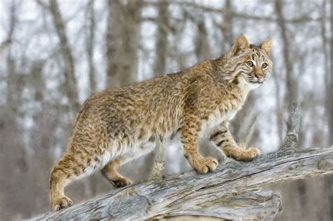 How to Hunt a Bobcat - Hunting Note