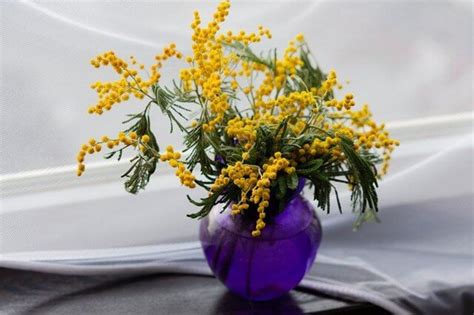 Mimosa Flower - Meaning and Symbolism - Symbol Sage