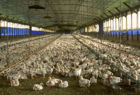 The Factory Chicken Farming Industry - WriteWork