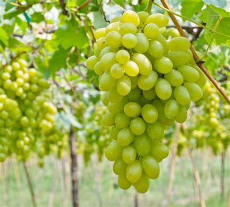 The Top 13 Health Benefits of Grapes - Easy Recipe Chef