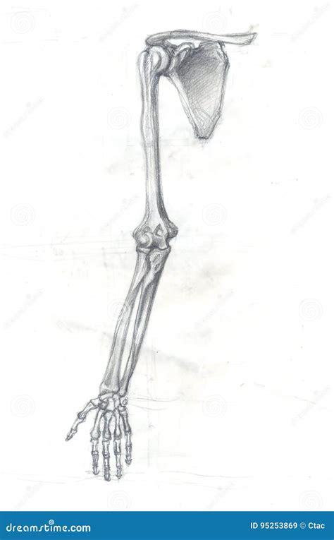 Bones of the arm stock illustration. Illustration of clavicle - 95253869