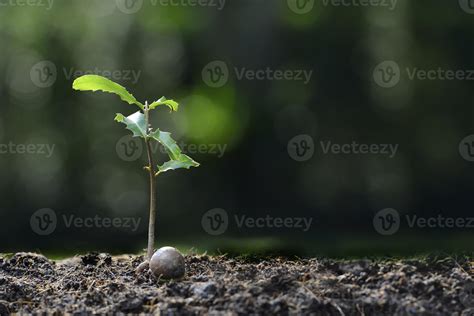 Young plant 1332406 Stock Photo at Vecteezy