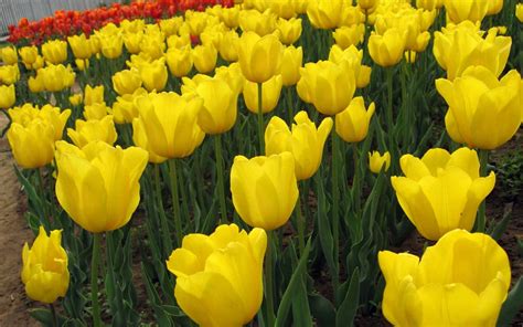 Cùng Xem Một Số Hình Ảnh Hoa Tulip Vàng Đẹp