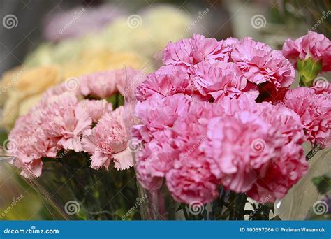 Pink Carnation Bouquet Stock Photos - 6,472 Images