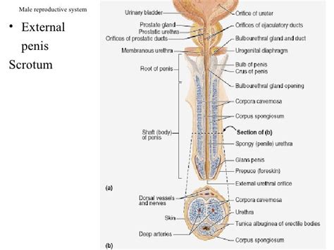 Male Reproductive System