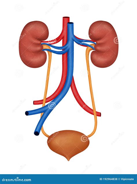 Human Kidney Medical Diagram. Human Urinary System Diagram Realistic Illustration Isolated on ...