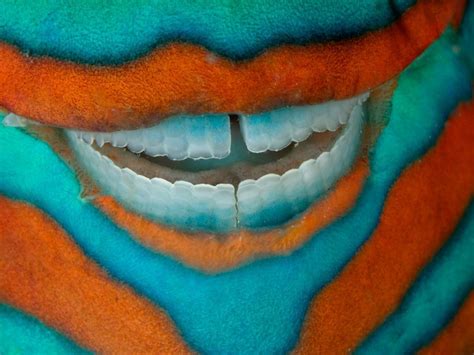 Photo of the Day | Parrot fish, Great barrier reef, National geographic ...