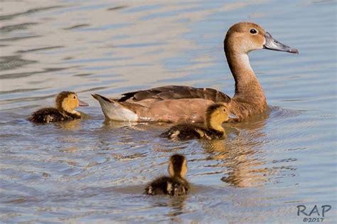 Rosy-billed Pochard (Netta peposaca), female and chicks |Reserva Ecológica Costanera Sur, Ciudad ...