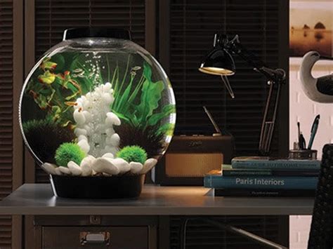 Best 6 Blue Shrimp Aquariums Providing Comfort For Your Fish - Petovly