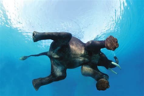 indian-elephant-swimming-underwater-at-the-andaman-islands-by-steve ...