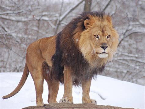 African Lion Walking in Zoo Photo | HD Famous Wallpapers | Zoo photos ...