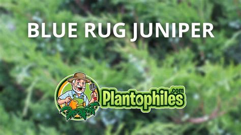 Blue Rug Juniper – The Complete Care Guide