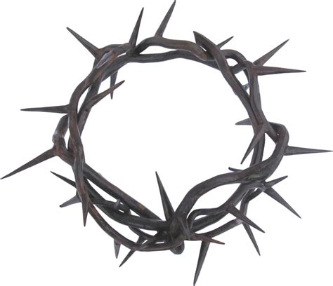 Crown of thorns Thorns, spines, and prickles Clip art - others png ...