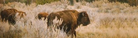 7 Types of Bison: Species, Facts and Photos