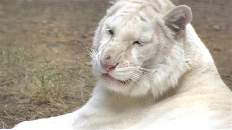 Rare Albino White Tiger FULL HD - YouTube