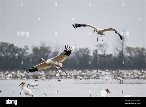 NANCHANG, CHINA - DECEMBER 13, 2023 - Siberian White Cranes fly in Nanchang Five-star White ...