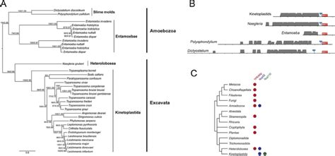 Phylogenetic analysis and domain structure of TbNup92. (A)... | Download Scientific Diagram