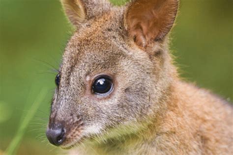 Red-necked Pademelon Facts - CRITTERFACTS