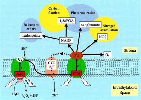 Electron transport in the thylakoid membrane and electron sinks in the... | Download Scientific ...