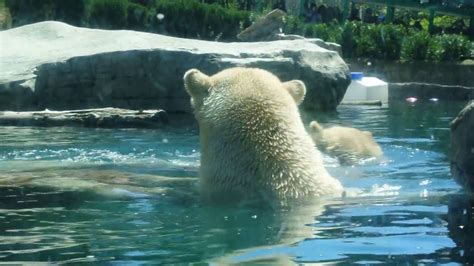 Polar Bears @ San Diego Zoo - YouTube