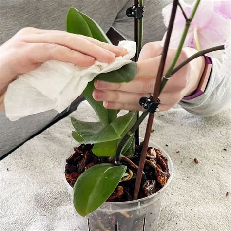 How to Repot An Orchid Successfully - The Contented Plant