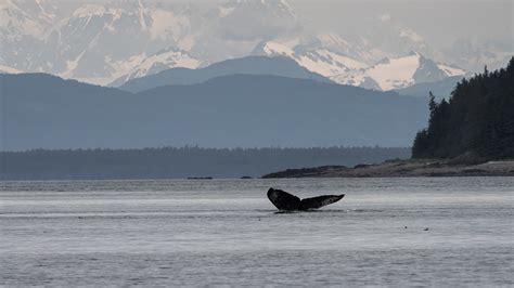 Whale Watching in Icy Strait - Hoonah Whale Tours