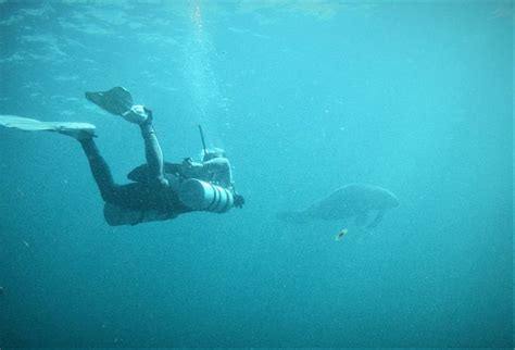 Dugong habitat in the Komodo National Park - Azul Unlimited