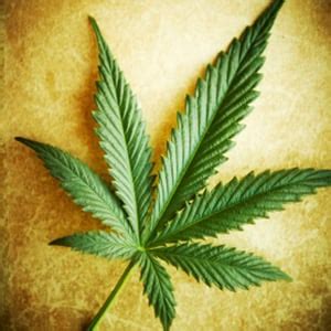 Dagga: some basic facts | Health24