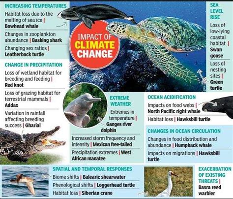 Climate change may affect migratory patterns: Study | Ahmedabad News - Times of India