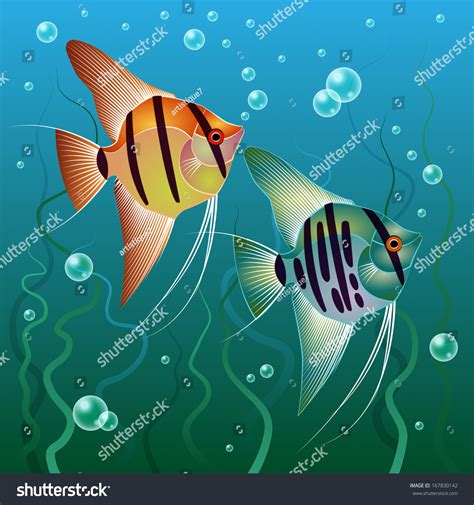 Pterophyllum Scalare Stock Vector Illustration 167830142 : Shutterstock