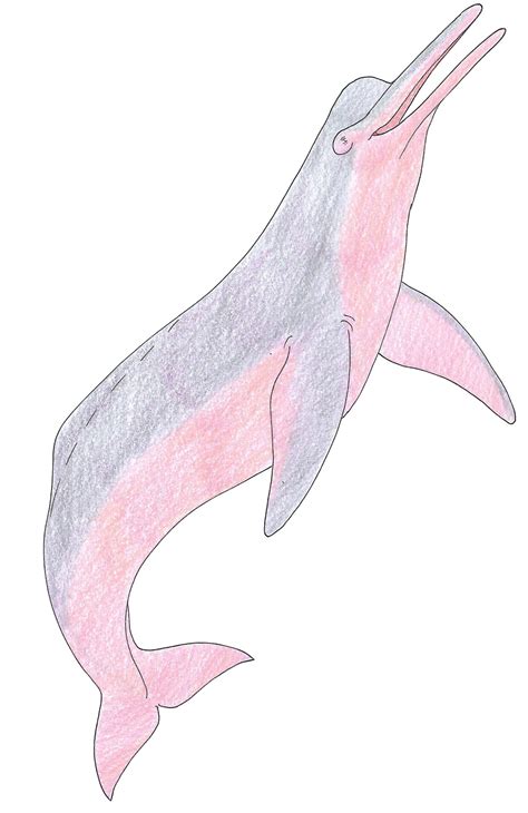 Pink River Dolphin 3.0 by Suchomimus62 on DeviantArt