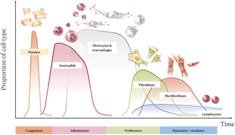 Cell populations involved in the different phases of wound healing ...