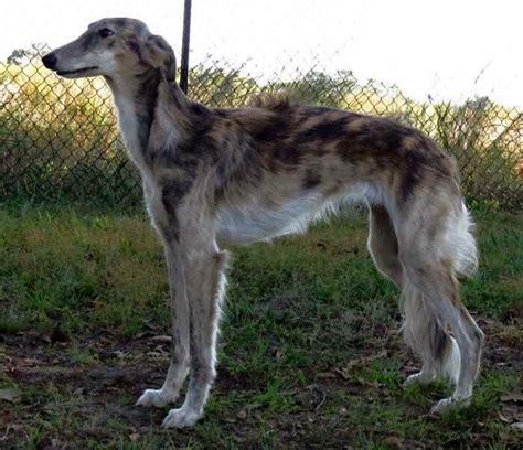 Borzoi Coat Color Genetics - Coat Color Genetics of Borzoi and Silken Windhounds