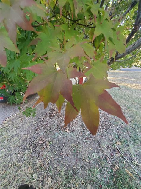 Autumn Moon Japanese Maple Bonsai or Full Size acer - Etsy