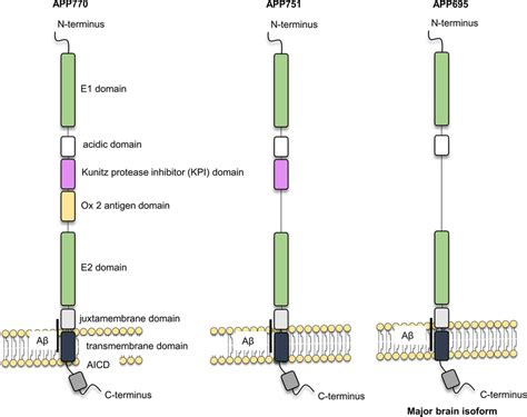 The amyloid precursor protein family. A schematic representation of the... | Download Scientific ...