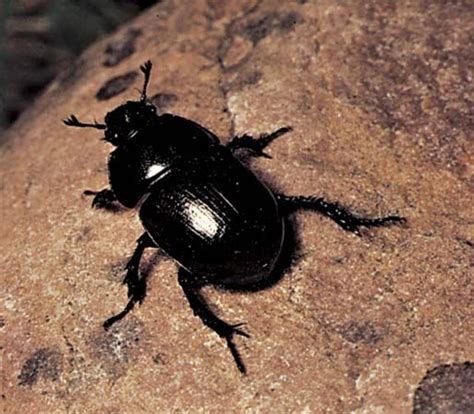 Dung beetle | Adaptations, Behavior & Diet | Britannica