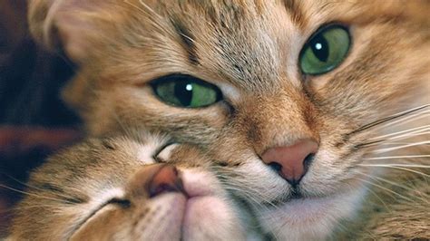 free-cat-wallpaper-download-1366x768-6 - Min Ven Katten Hobro