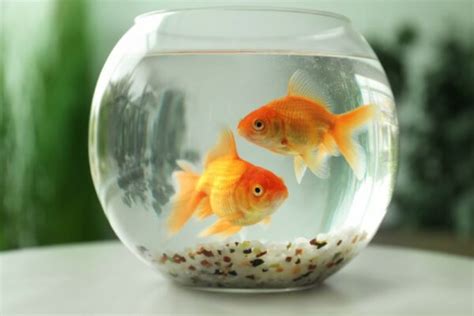 7 Best Large Goldfish Bowls in 2024 – Top Picks and Reviews | Pet Keen