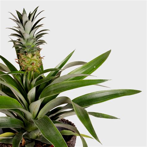 How to care for a Pineapple plant?