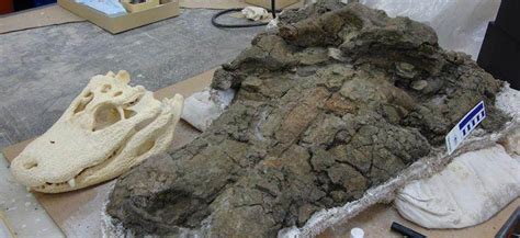 One species to rule them all, giant crocodile fossil discovered in northern Colombia