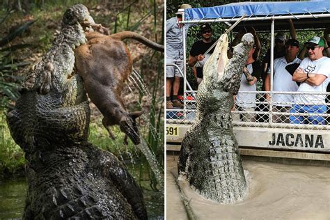 Inside the terrifying swamp home to world's BIGGEST crocodiles including 18ft Brutus and 20ft ...