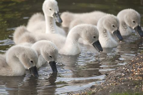 Cygnets Six Birds - Free photo on Pixabay - Pixabay