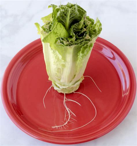 Growing Leftover Romaine Lettuce Trick! - DIY Thrill