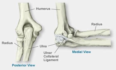 Elbow Anatomy — Northwest Orthopedic Surgery, S.C.