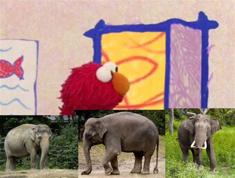 Elmo's World: Indian Elephants | Elmos world fanon Wiki | Fandom