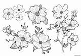 Chrysanthemum Flower Coloring Page » Turkau sketch template