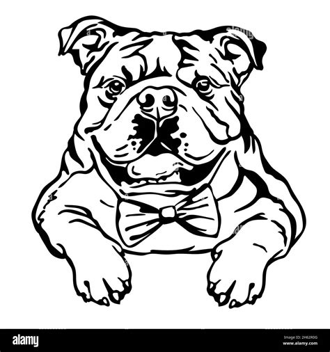 Bulldog mascot Black and White Stock Photos & Images - Alamy