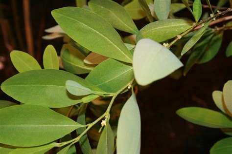 File:Erythroxylum-coca-foliage2.jpg - Wikipedia